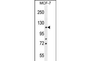 BCLAF1 Antibody (C-term) (ABIN654941 and ABIN2844582) western blot analysis in MCF-7 cell line lysates (35 μg/lane). (BCLAF1 抗体  (C-Term))