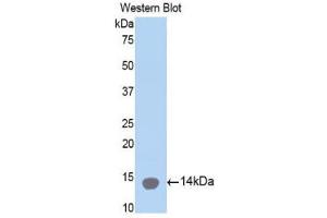 Western Blotting (WB) image for anti-Collagen, Type II, alpha 1 (COL2A1) (AA 1226-1331) antibody (ABIN1858453) (COL2A1 抗体  (AA 1226-1331))