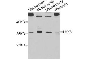Western blot analysis of extracts of various cell lines, using LHX8 antibody (ABIN5971078) at 1/1000 dilution. (LHX8 抗体)