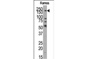 Western blot analysis of anti-JMJD1B (N-term) Pab in Ramos cell line lysate. (KDM3B 抗体  (N-Term))