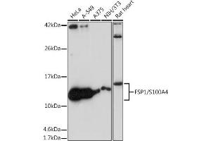 Western blot analysis of extracts of various cell lines, using FSP1/S100 antibody (ABIN7270125) at 1:1000 dilution. (s100a4 抗体)