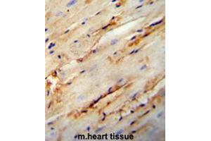 COL5A1 antibody (N-term) immunohistochemistry analysis in formalin fixed and paraffin embedded mouse heart tissue followed by peroxidase conjugation of the secondary antibody and DAB staining. (Collagen Type V 抗体  (N-Term))