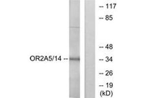 Western blot analysis of extracts from K562 cells, using OR2A5/2A14 Antibody. (OR2A5/2A14 (AA 241-290) 抗体)