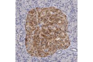 Immunohistochemical staining of human pancreas with TMED8 polyclonal antibody  shows strong cytoplasmic positivity in islet cells. (TMED8 抗体)