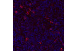 Immunofluorescence (IF) image for anti-Tumor Necrosis Factor Receptor Superfamily, Member 18 (TNFRSF18) (AA 191-241) antibody (ABIN7455202)