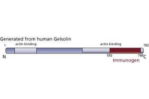 Image no. 3 for anti-Gelsolin (GSN) (AA 592-768) antibody (ABIN967953) (Gelsolin 抗体  (AA 592-768))