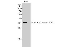 Western Blotting (WB) image for anti-Olfactory Receptor, Family 51, Subfamily F, Member 2 (OR51F2) (C-Term) antibody (ABIN3186117)