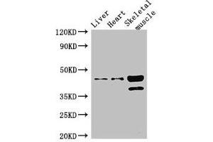 Western Blot Positive WB detected in: Mouse liver tissue, Mouse heart tissue, Mouse skeletal muscle tissue All lanes: ACAD8 antibody at 3 μg/mL Secondary Goat polyclonal to rabbit IgG at 1/50000 dilution Predicted band size: 46, 32, 39 kDa Observed band size: 46, 39 kDa (Acad8 抗体  (AA 201-415))