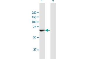 Western Blot analysis of NMT2 expression in transfected 293T cell line by NMT2 MaxPab polyclonal antibody. (NMT2 抗体  (AA 1-498))