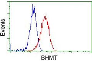Flow cytometric Analysis of Hela cells, using anti-BHMT antibody (ABIN2452808), (Red), compared to a nonspecific negative control antibody (TA50011), (Blue). (BHMT 抗体)