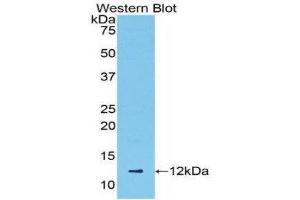 Western Blotting (WB) image for anti-Chemokine (C-C Motif) Ligand 5 (CCL5) (AA 24-91) antibody (ABIN3209289) (CCL5 抗体  (AA 24-91))