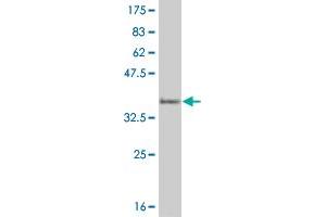 Western Blot detection against Immunogen (33. (HEYL 抗体  (AA 1-70))