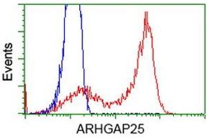 Image no. 4 for anti-rho GTPase Activating Protein 25 (ARHGAP25) antibody (ABIN1496705)