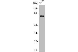 Western Blot analysis of HepG2 cells using OATP1 Polyclonal Antibody