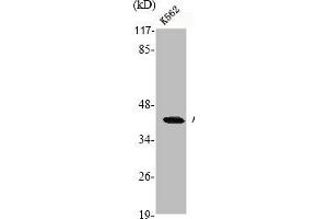Western Blot analysis of K562 cells using Actin Polyclonal Antibody (ACTB/POTEKP/ACTG1 (C-Term) 抗体)