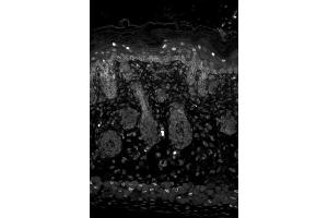 Image no. 2 for anti-Potassium Inwardly-Rectifying Channel, Subfamily J, Member 2 (KCNJ2) (AA 41-64) antibody (ABIN361769)