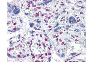 Anti-TOPORS antibody IHC of human placenta. (TOPORS 抗体  (AA 98-206))