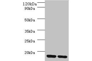 Western blot All lanes: MRPL55 antibody at 2 μg/mL Lane 1: K562 whole cell lysaye Lane 2: PC-3 whole cell lysaye Secondary Goat polyclonal to rabbit IgG at 1/10000 dilution Predicted band size: 16, 19 kDa Observed band size: 16 kDa (MRPL55 抗体  (AA 34-128))