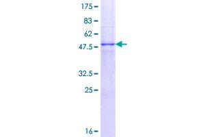 Image no. 1 for Tumor Necrosis Factor Receptor Superfamily, Member 18 (TNFRSF18) (AA 1-241) protein (GST tag) (ABIN1323167)