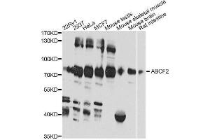 Western blot analysis of extracts of various cell lines, using ABCF2 antibody. (ABCF2 抗体  (AA 1-250))