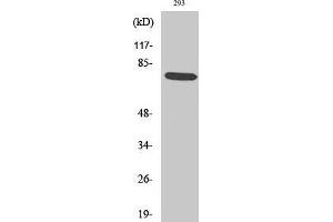 Western Blot (WB) analysis of 293 cells using Phospho-LIMK-1 (T508) Polyclonal Antibody. (LIM Domain Kinase 1 抗体  (pThr508))