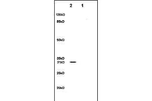 Lane 1: rat brain lysates Lane 2: rat heart lysates probed with Anti- SFRP1 Polyclonal Antibody, Unconjugated (ABIN674694) at 1:200 in 4C. (SFRP1 抗体  (AA 201-314))