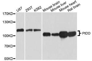 Western blot analysis of extracts of various cell lines, using PIDD antibody. (PIDD 抗体  (AA 1-85))