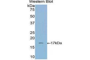 Western Blotting (WB) image for anti-Ribonuclease, RNase A Family, 1 (Pancreatic) (RNASE1) (AA 31-150) antibody (ABIN1172716) (RNASE1 抗体  (AA 31-150))