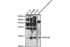 Western blot analysis of extracts of various cell lines, using RETNLB antibody (ABIN7269919) at 1:1000 dilution. (RETNLB 抗体  (AA 1-111))
