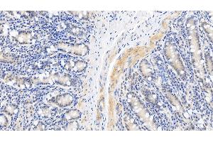 Detection of CASP1 in Porcine Small intestine Tissue using Polyclonal Antibody to Caspase 1 (CASP1) (Caspase 1 抗体  (AA 120-297))