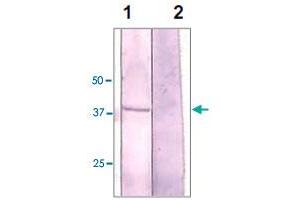 The NIH/3T3 cell lysate was resolved onto 10% SDS-PAGE, transferred onto NC membrane, and followed by an immunoblotting with GSK3A polyclonal antibody  at 1 : 500 (lane 1). (GSK3 alpha 抗体  (N-Term))