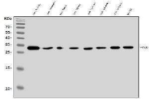 Western blot analysis of FADD using anti-FADD antibody (ABIN7602804). (FADD 抗体  (C-Term))
