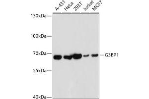 Western blot analysis of extracts of various cell lines, using G3BP1 antibody (ABIN7267528) at 1:1000 dilution.