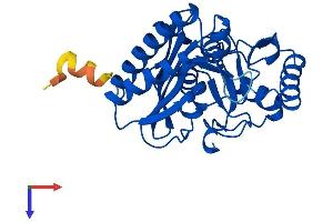 AlphaFold protein structure predicition of Human Recombinant IMPA2 Protein, UniprotID O14732 (IMPA2 Protein (AA 1-288) (His tag))