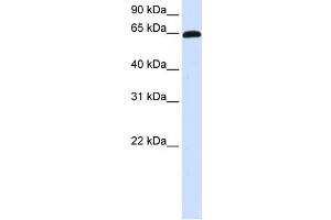 WB Suggested Anti-ZNF37A Antibody Titration:  0. (ZNF37A 抗体  (C-Term))