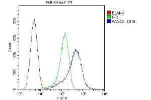 Flow Cytometry analysis of U20S cells using anti-WWOX antibody (ABIN6719627). (WWOX 抗体  (AA 1-245))