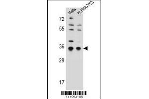 Western blot analysis in Hela,mouse NIH-3T3 cell line lysates (35ug/lane). (SSR1 抗体  (N-Term))
