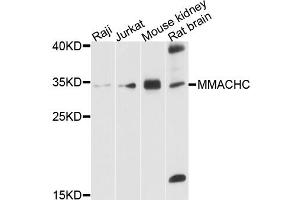 Western blot analysis of extracts of various cell lines, using MMACHC antibody. (MMACHC 抗体)