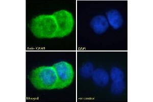 ABIN2613438 Immunofluorescence analysis of paraformaldehyde fixed A431 cells, permeabilized with 0.