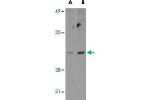 Western blot analysis of BCL2L14 in U-937 cell lysates with BCL2L14 polyclonal antibody  at (A) 2. (BCL2L14 抗体  (C-Term))