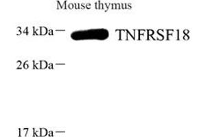 Western blot analysis of GITR (ABIN7076068),at dilution of 1: 1000,Lane 1: Mouse thymus tissue lysate (TNFRSF18 抗体)