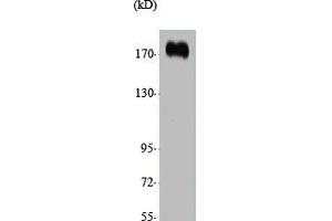 Western Blot analysis of various cells using CUX1 Polyclonal Antibody (CUX1 抗体  (N-Term))