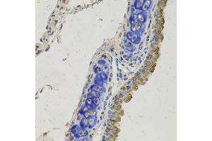 Immunohistochemistry of paraffin-embedded mouse lung using GAS6 antibody. (GAS6 抗体  (AA 100-300))