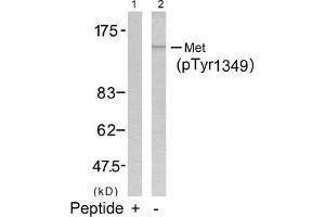 Western blot analysis of extracts from HepG2 cells using Met(Phospho-Tyr1349) Antibody(Lane 2) and the same antibody preincubated with blocking peptide(Lane1). (c-MET 抗体  (pTyr1349))