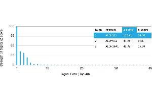 Protein Array (PAr) image for anti-Aldehyde Dehydrogenase 1 Family, Member L1 (ALDH1L1) antibody (ABIN7456338) (ALDH1L1 抗体)