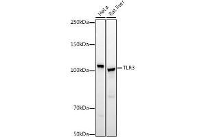 Western blot analysis of extracts of various cell lines, using TLR3 antibody (ABIN6130066, ABIN6149219, ABIN6149220 and ABIN6215465) at 1:500 dilution. (TLR3 抗体  (AA 464-647))