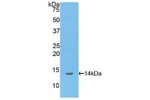Detection of Recombinant INHbB, Rat using Polyclonal Antibody to Inhibin Beta B (INHbB) (INHBB 抗体  (AA 297-411))