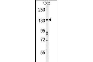 TMEM132D Antibody (C-term) (ABIN653969 and ABIN2843919) western blot analysis in K562 cell line lysates (35 μg/lane). (TMEM132D 抗体  (C-Term))