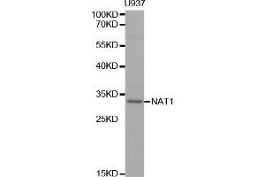 Western blot analysis of extracts of U937 cell line, using NAT1 antibody. (NAT1 抗体  (AA 1-290))