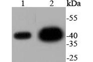 Lane 1: HeLa Cell lysates, Lane 2: PC-12 Cell lysates, Lane 3: CRC lysates, probed with ERK2 (3G1) Monoclonal Antibody  at 1:1000 overnight at 4˚C.